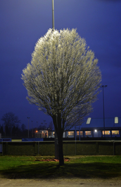 MRC bright tree